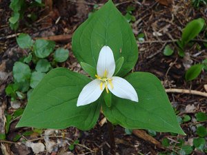 Trillium bloom