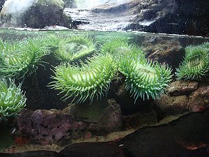 Seattle Aquarium