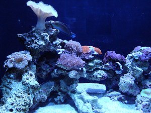 Seattle Aquarium