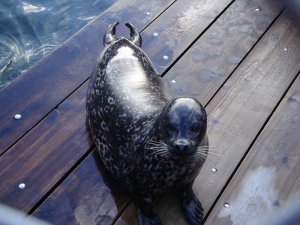 Seattle Aquarium