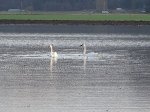 Trumpter Swans