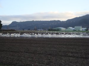 Trumpter Swans