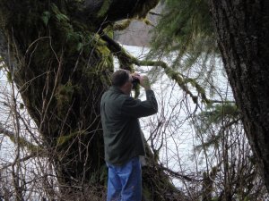 Skagit River Eagles