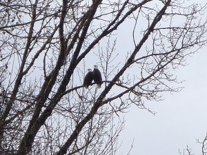 Skagit River Eagles