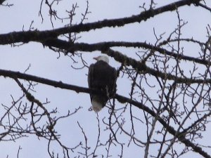 Skagit River Eagles