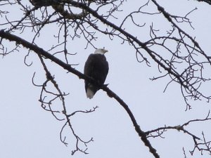 Skagit River Eagles