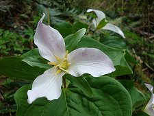 trillium
