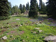 Ohme Gardens