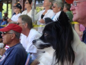 Lucy watches Bend's Pet Parade