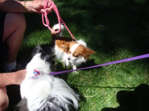 Bend's Pet Parade