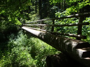 McKenzie River Trail Bridge