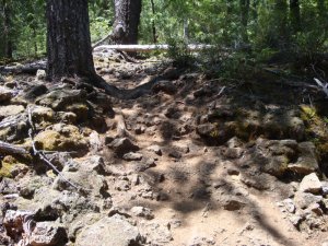 McKenzie River Trail