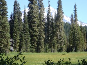 Takhlakh Meadow