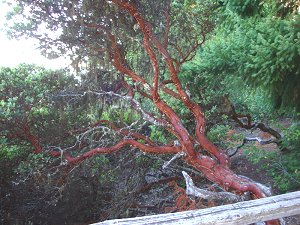 Cool Tree