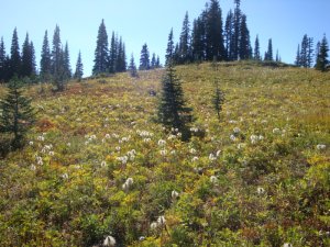 Tipsoo Lake Mt Rainier, WA