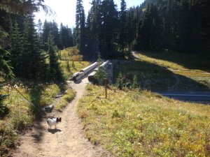 Pacific Crest Trail Mt Rainier, WA